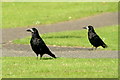 Rooks (Corvus frugilegus), Rattray