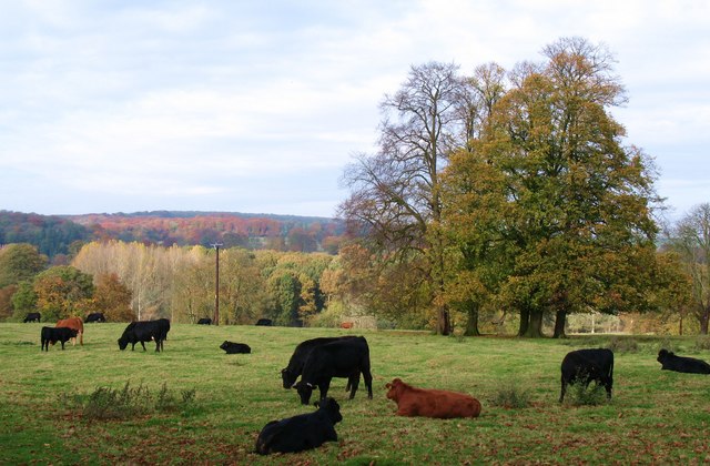 Cattle, Londesborough Park