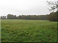 Field view to Dunhurst Wood