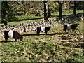 Belted Galloway cattle - Lairdmannoch Estate