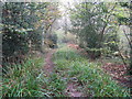 Bridleway through Dunhurst Copse