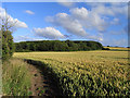 Farmland, Blacklands