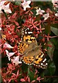 SP3645 : Butterfly, Upton House by Derek Harper