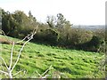 Field and hedge on Stoke Hill