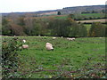 Sheep in the field near Dunchideock