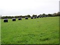 Silage bales  near Henstridge Bowden