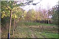 New woodland on Saxon Shore Way