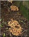 Fungi near Starveall Barn