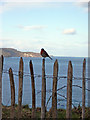 Robin on fence with Rathlin Island in background