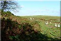 Grazing near Borfa-hafod