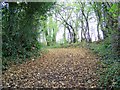 Bridleway near Longburton