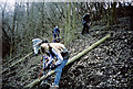 Coppicing in Hadleigh Country Park