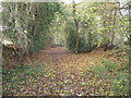 Leaf carpet on bridleway