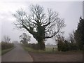 Tree by the road to Horley