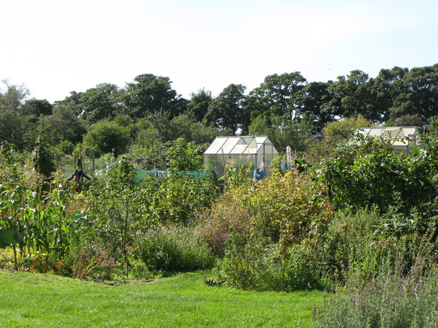 Allotments south of Forsyth Road