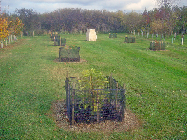 Rare trees near the Commando Memorial