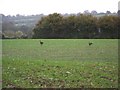 Roe deer near Melbury Osmond