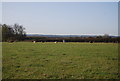 Sheep by the Greensand Way