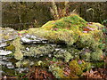 Moss-covered wall, Dolwyddelan