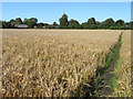 Farmland with footpath near Pewsey