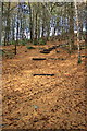 Autumn Carpet in Corbar Wood