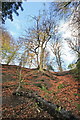 Old Quarry in Corbar Wood