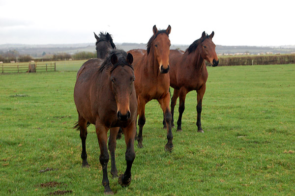 Horses on Ufton Hill Farm © Andy F :: Geograph Britain and Ireland