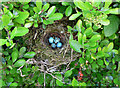 An abandoned Dunnock