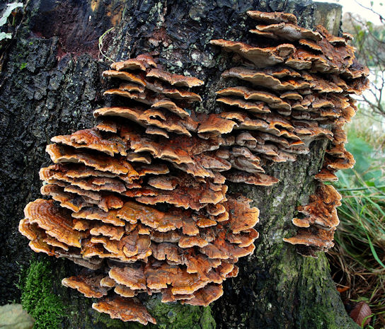 Fungus, Hillsborough forest 09-8