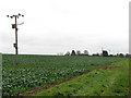 Oilseed rape crop in field beside path to The Ling