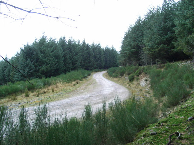 Cushnie Forest Road