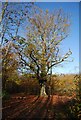 TQ6254 : A fine oak tree, Hurst Wood by N Chadwick