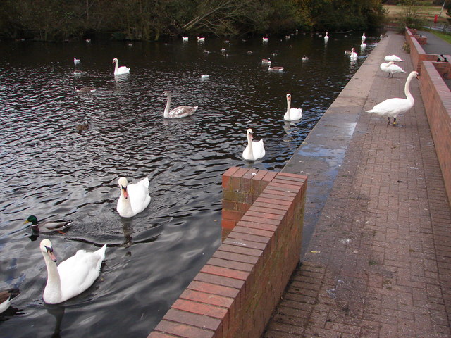 Resident Birds on Wyndley Pool