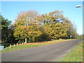 SU7009 : Autumn tree colour in St Clare's Avenue by Basher Eyre