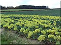 Yellow flowering purple broccoli