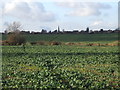 Across the fields to Greens Norton