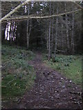 NN9943 : Footpath in Craigvinean forest by Peter Bond