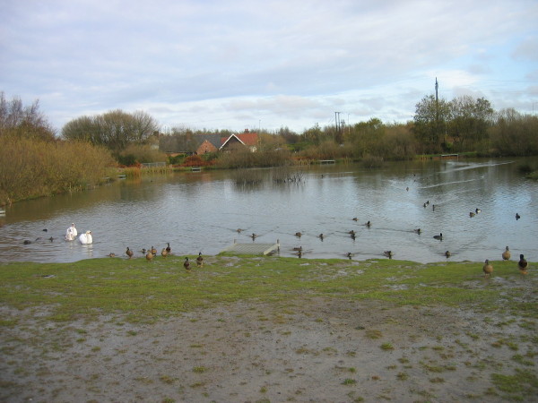 Pond near Mill Lane, Hebburn