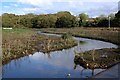 Tidal Creek near Aveton Gifford