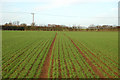 Tramlines and drill-lines on Bridge Farm, Hunningham