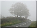 Misty trees on B4393 near Pantglas turning