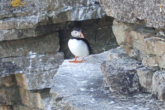 Puffin on Westray