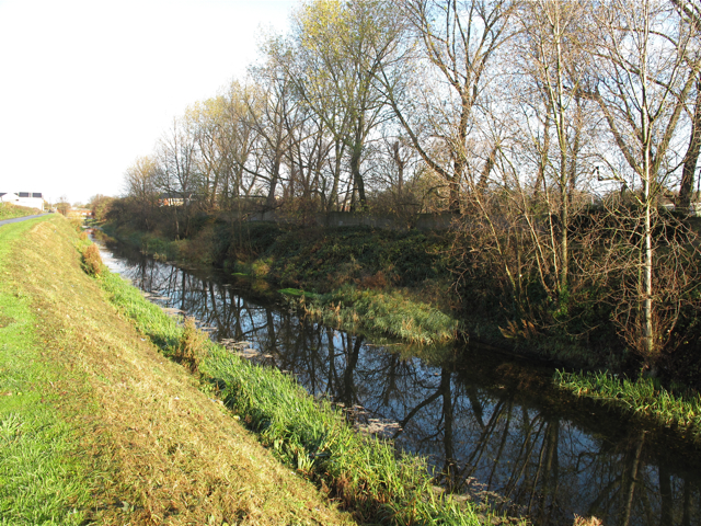 Line of poplars on the banks of the Beverley & Barmston Drain