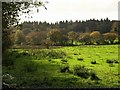 Meadow near Baccamore