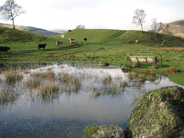 Cattle on the Cateran trail