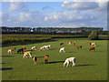 SU4889 : Pasture with cattle, Harwell by Andrew Smith