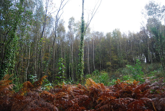 Autumnal Bracken in Fore Wood