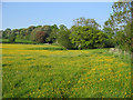 Field off Back Lane, Curry Rivel