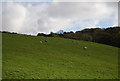 Sheep sitting in a field by the 1066 Country Walk