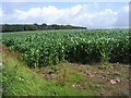 Looking to Bowringsleigh Wood